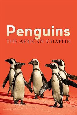 非洲企鹅：非洲卓别林